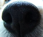 Dog's_nose_Macro