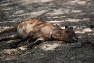 © 2013 Michel Denis Pouradier, all rights reserved