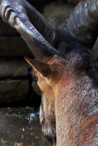 © 2013 Michel Denis Pouradier, all rights reserved