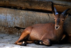 © 2013 Michel Denis Pouradier, all rights reserved