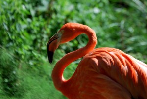 © 2013 Michel Denis Pouradier, all rights reserved