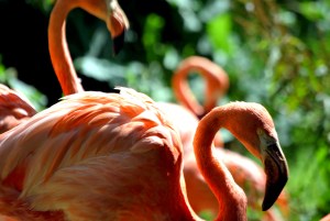 © 2013 Michel Denis Pouradier, all rights reserved