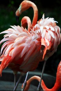 © 2013 Michel Denis Pouradier, all rights reserved