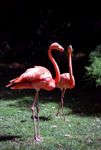 © 2013 Michel Denis Pouradier, all rights reserved