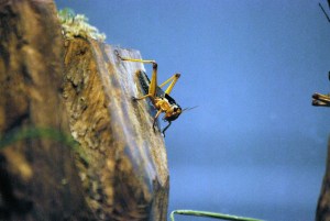 © 2013 Michel Denis Pouradier, all rights reserved