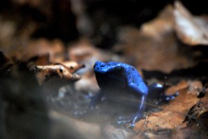 © 2013 Michel Denis Pouradier, all rights reserved