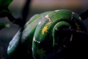 © 2013 Michel Denis Pouradier, all rights reserved