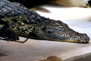 © 2013 Michel Denis Pouradier, all rights reserved