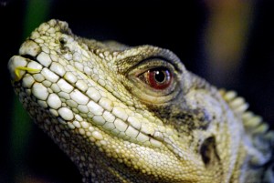 © 2013 Michel Denis Pouradier, all rights reserved