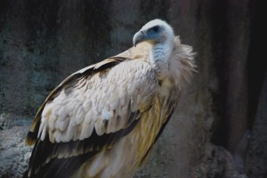 © 2013 Michel Denis Pouradier, all rights reserved