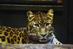 © 2013 Michel Denis Pouradier, all rights reserved