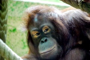 © 2013 Michel Denis Pouradier, all rights reserved