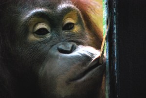 © 2013 Michel Denis Pouradier, all rights reserved