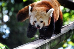 © 2013 Michel Denis Pouradier, all rights reserved