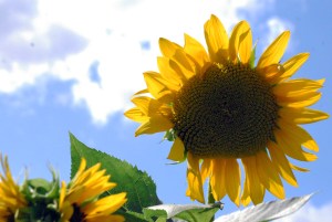 © 2013 Michel Denis Pouradier, all rights reserved