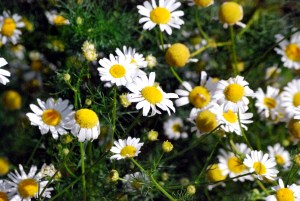 © 2013 Michel Denis Pouradier, all rights reserved