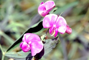 © 2013 Michel Denis Pouradier, all rights reserved