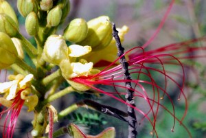 © 2013 Michel Denis Pouradier, all rights reserved