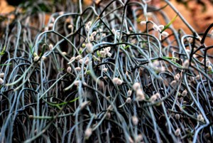 © 2013 Michel Denis Pouradier, all rights reserved