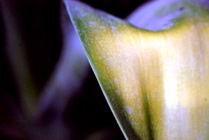 © 2013 Michel Denis Pouradier, all rights reserved