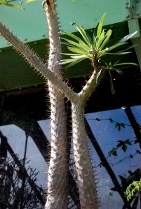 © 2013 Michel Denis Pouradier, all rights reserved