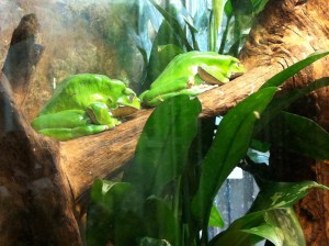 © 2013 Samuel Michael Bell, all rights reserved