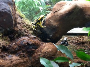 © 2013 Samuel Michael Bell, all rights reserved