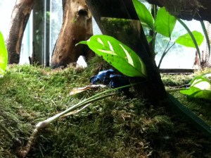 © 2013 Samuel Michael Bell, all rights reserved