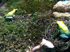 © 2013 Samuel Michael Bell, all rights reserved