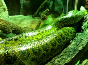 © 2013 Samuel Michael Bell, all rights reserved