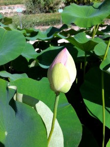 © 2013 Samuel Michael Bell, all rights reserved