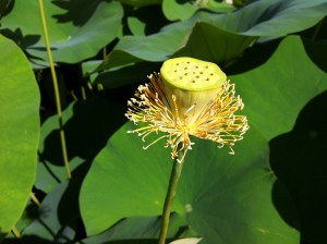 © 2013 Samuel Michael Bell, all rights reserved