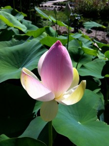 © 2013 Samuel Michael Bell, all rights reserved