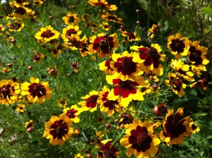 © 2013 Samuel Michael Bell, all rights reserved