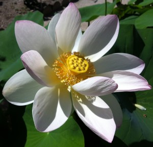 © 2013 Samuel Michael Bell, all rights reserved