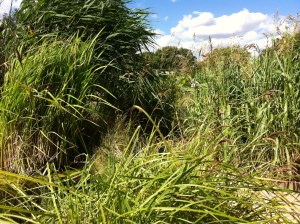 © 2013 Samuel Michael Bell, all rights reserved