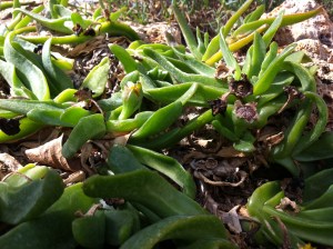 © 2013 Samuel Michael Bell, all rights reserved